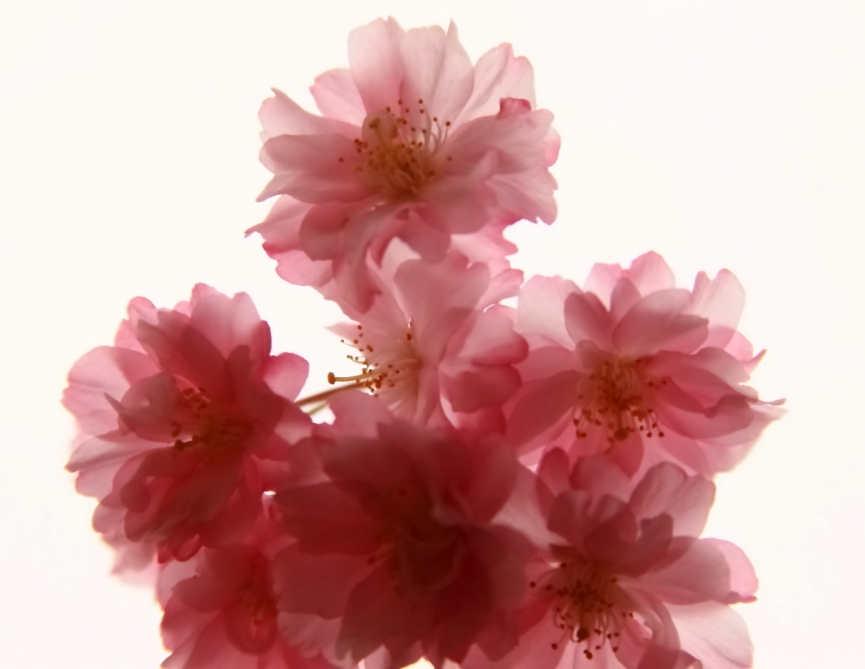 2011 04 22 IMG 28288ee